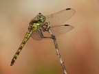 libellula