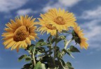 Gruppo di girasoli.
Reflex Yashica F105 pellicola 100ISO