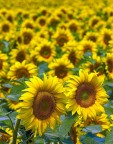 Girasoli...