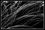 linee