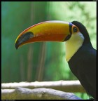 Tucano # 1