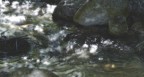 Fiume in Abruzzo, in una belllissima zona tra i salici

Commenti bene accetti