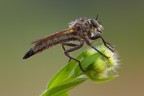 C e c sono graditi, ciao, Elio
Canon 1 Ds mkIII - Canon 180 macro - iso 100 - f 22 - t 0,4 - tripoide - scatto remoto