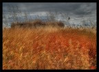 Grano nella tempesta
