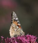 .:.: Farfalla :.:. .:.: Farfalla :.:.