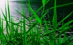 green Grass
