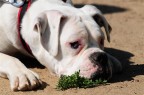 Boxer bianco ?