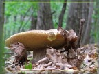 Frutto di bosco
