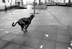 Cane