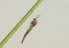 Chironomide