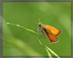 Ochlodes venatus