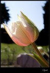 Posto un'altra fotografia, scattata sempre con una Powershot G9, ISO 80, f/2.8, T 1/1600, ho fatto un po' di post-prodizione per enfatizzate il tulipano rispetto allo sfondo.
Critiche e suggerimento molto molto graditi.
Un saluto.
Sgash
