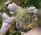 d700 tamron 90 macro 1/640 iso 640 f22