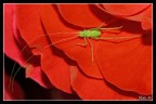 50D+tokina 100macro. 1/160, F14,iso 100, flash...
Condizioni di scatto un p obbligate dal vento
Senza andare troppo in OT mi farebbe piacere di preciso che insetto ho fotografato... 
Purtroppo nonostante l'interesse per le macro non ho ancora una gran cultura in materia.
A me sembra simile a una cavalletta ma forse non lo ... :)