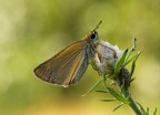 Hesperiidae