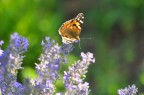 300 mm
f5.6
1/200 s
ISO 320