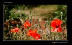 Commenti e cretiche sempre ben accetti

Sony A200 [70mm. - F/10 - 1/160sec. - ISO100]