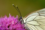 Aporia crataegi