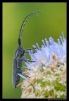 Agapanthia cardui 2