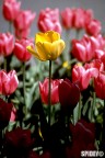 Tulipano diverso