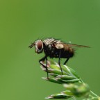 Mosca