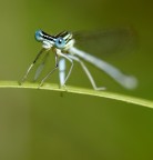 Damigella