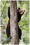 Orso