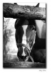 cavallo
