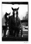 cavallo