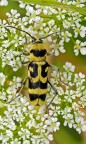 giallo nero