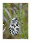Melanargia galathea Melanargia galathea
