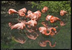 Fenicotteri Rosa # 1