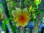 rosa