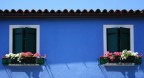 fiori a burano fiori a burano