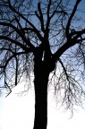 Silouette