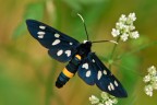 Syntomis phegea