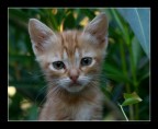 micro