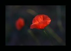 rosso di sera