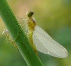 Da Ninfa a Libellula