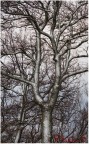 Albero argentato
