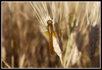 libellula dorata...