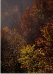 Colori d'autunno