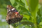 vanessa atalanta