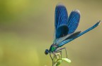 libellula