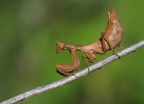 mantide