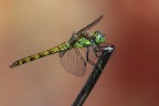 libellula