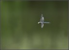 libellula in volo