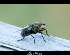 una sporca lurida mosca