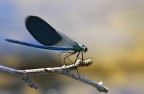 libellula 2