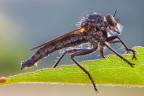 Asilidae Asilidae